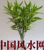 辽源十二生肖养什么植物最旺财运？你知道吗！