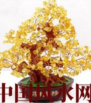 辽源买了招财植物却不能发财，是方位摆错了！